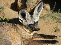 官方：孙颖莎赛况扑朔迷离(孙颖莎接受采访视频2020年)|多宝鱼